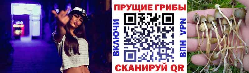 Псилоцибиновые грибы Cubensis закладки Лакинск